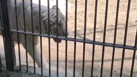 White tiger