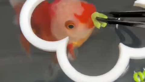 Is this the Rarest Fish?