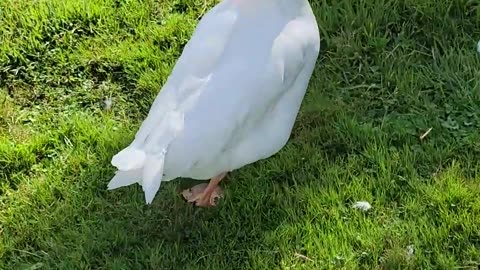 Goose Is a THIEF! 