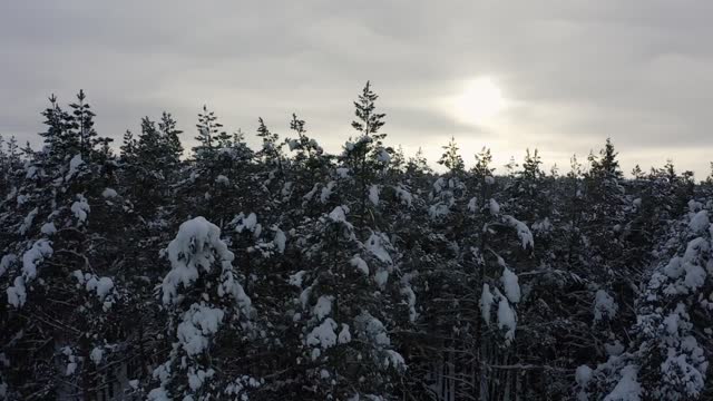 forests around the world