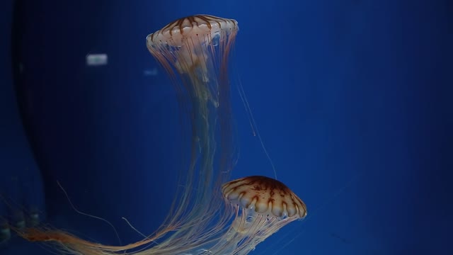 jellyfish,jelly fish in the sea