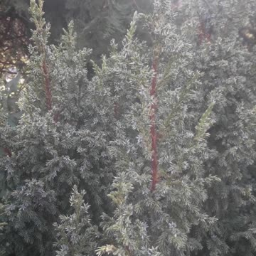 Junipers