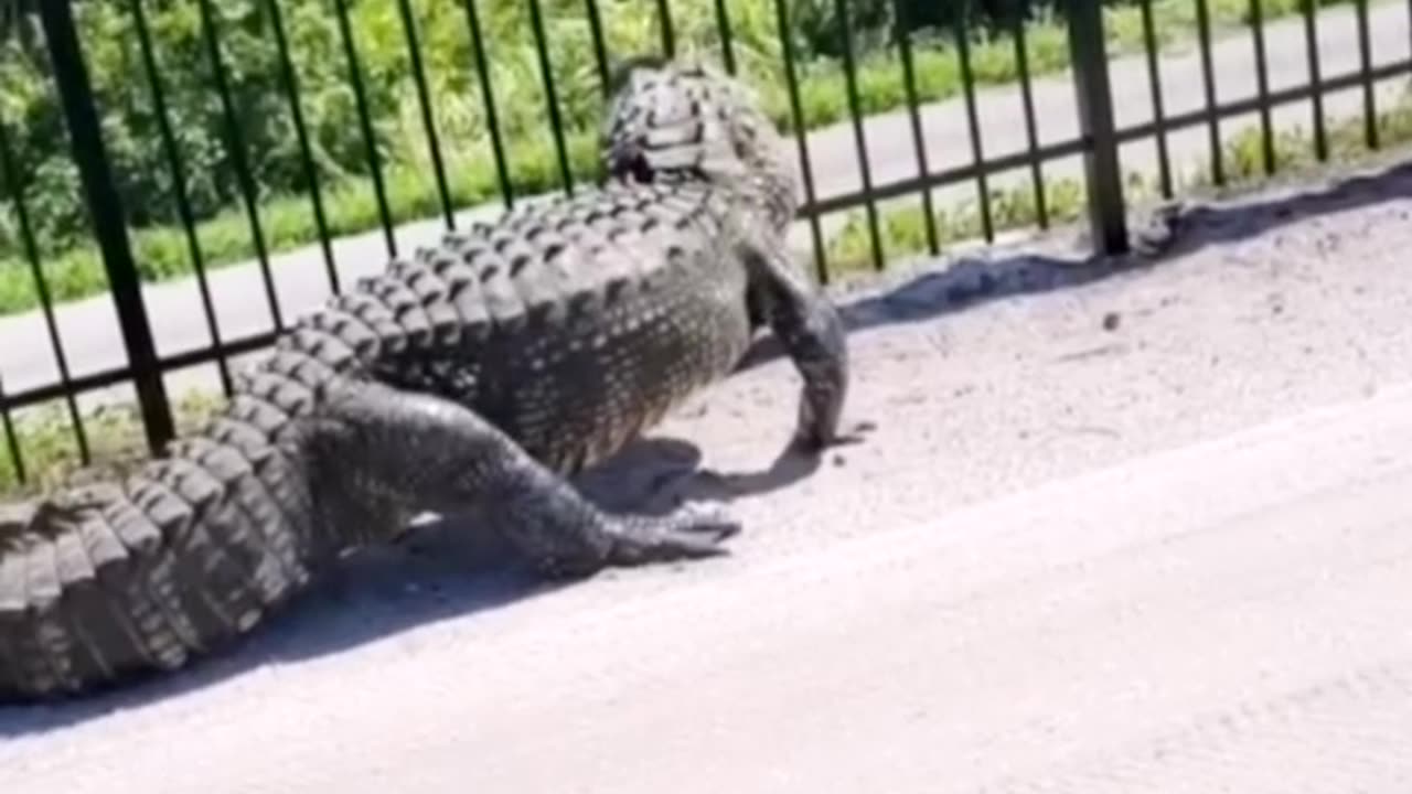 Alligator bends metal fence while forcing its way through on World_News #shorts #alligator