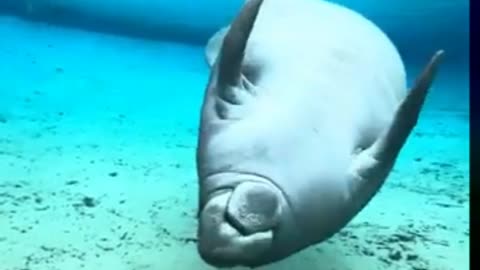 MESMERIZING MANATEE TWIRLS FOR DIVER