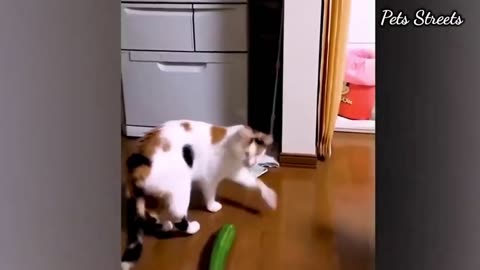 Funny animals - Funny cats / dogs - Funny animal videos /