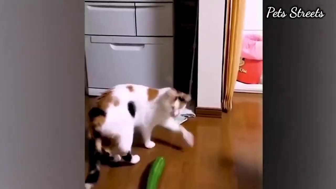 Funny animals - Funny cats / dogs - Funny animal videos /