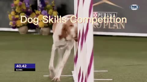 Dog Skills Competition