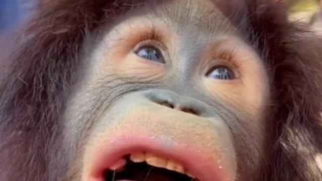 orangutan drinking yogurt
