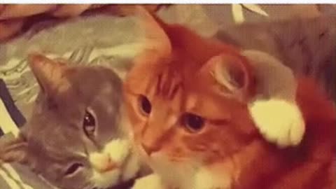 Cute Cat Gif