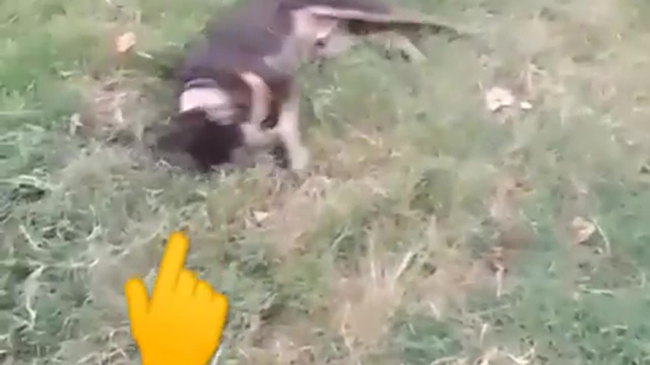 Dog funny video