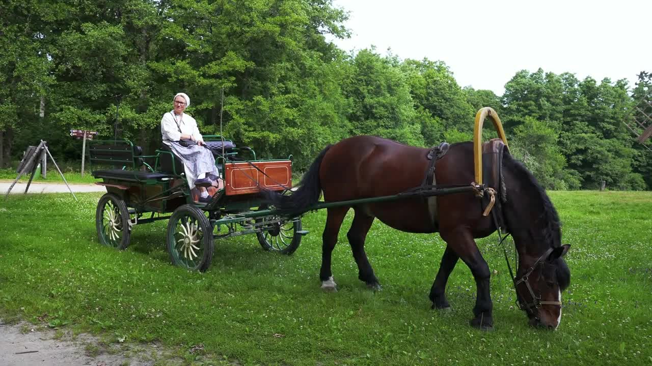 Horses with carriage in the middle of a field. Rural transportation. Traditional style