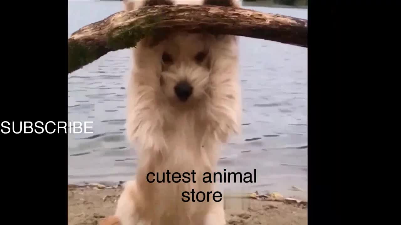 Funny video| funny animals| Cute Pets|And Funny Animals Compilation|funny| #65 cutestanimalstore