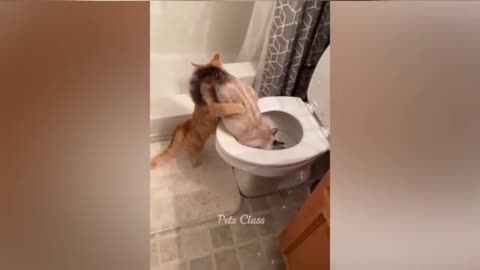 what cat doing... And see her reaction