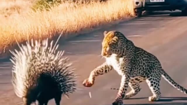 Leopard vs. Porcupine