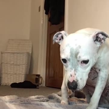 Super FUNNY DOG Videos | Dog Lovers