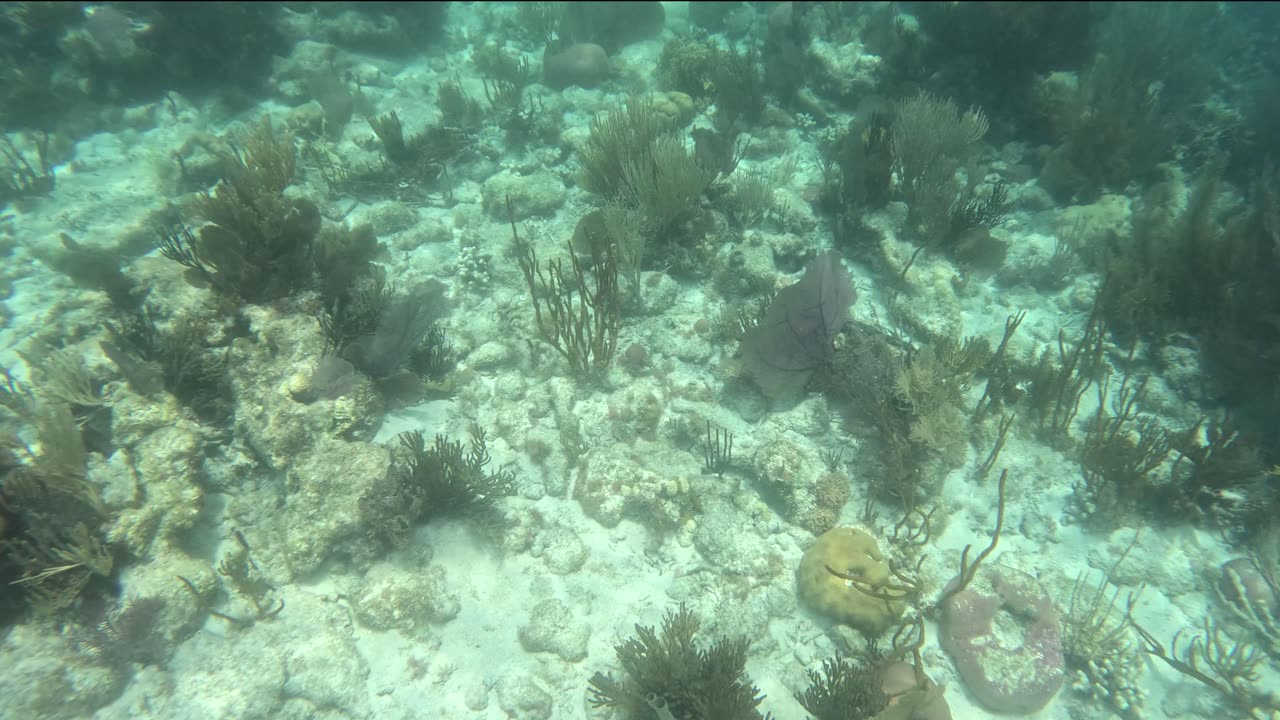 Snorkeling in Belize day 5 part 3