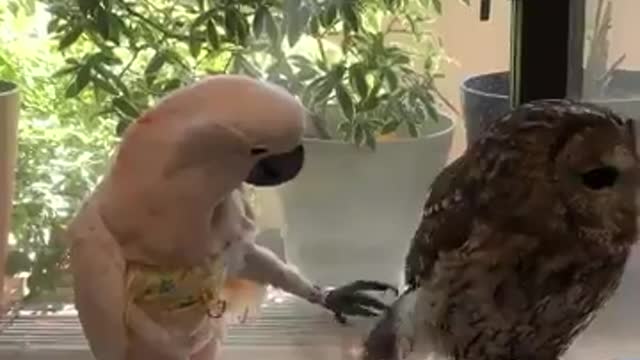 Bird loves owls😍😎😎