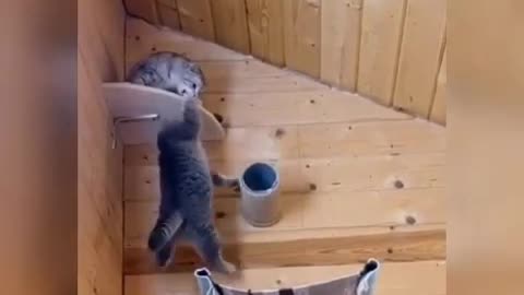 Baby Cats- Cute & Funny Cat Videos Compilation - Cat Videos #MJ4FUN