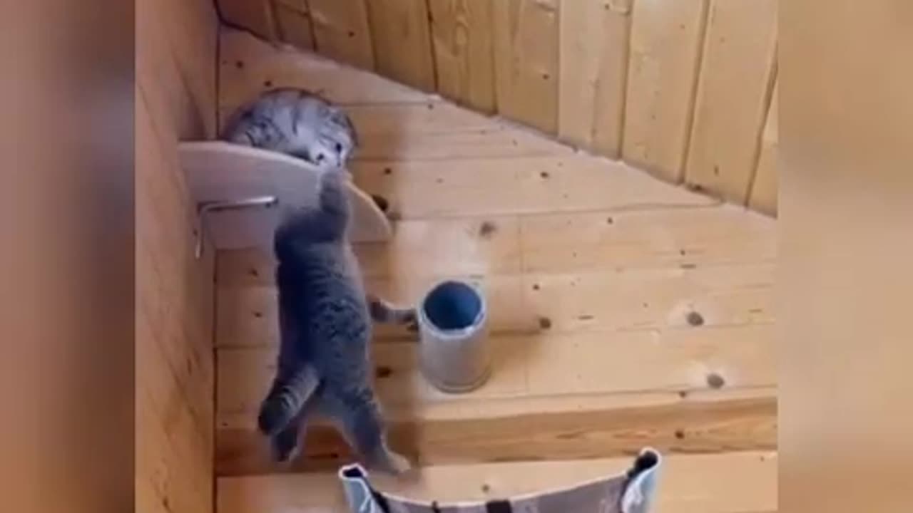 Baby Cats- Cute & Funny Cat Videos Compilation - Cat Videos #MJ4FUN