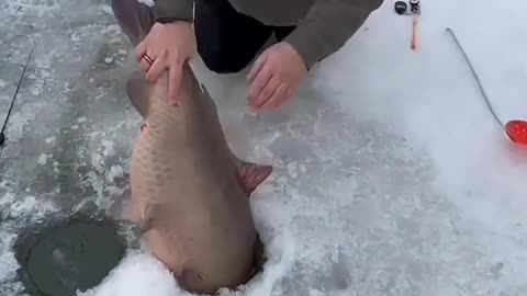 Winter fishing, big fish.
