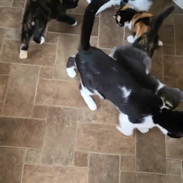 The baby kittens with there mum