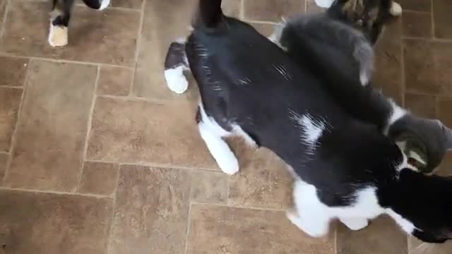 The baby kittens with there mum