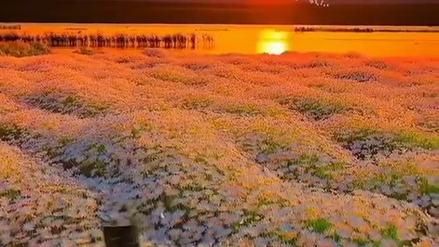 🔥🔥#The beauty of the nature#