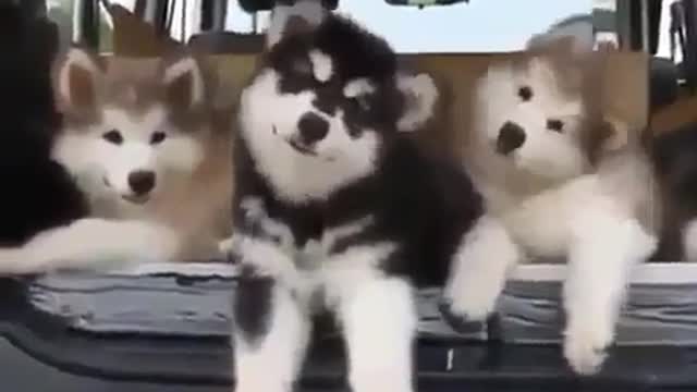funny & cute animals