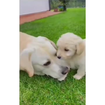 "A Mama's Love: The Beautiful Bond Between a Mother Dog and Her Puppy."