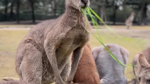 Kangaroo # Year of the Tiger to see baby tigers