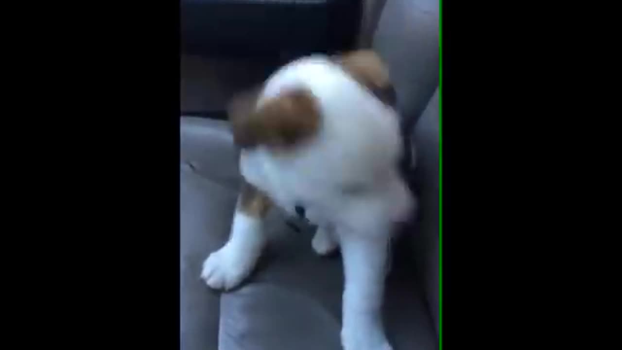 Dog gets angry at his own hiccups