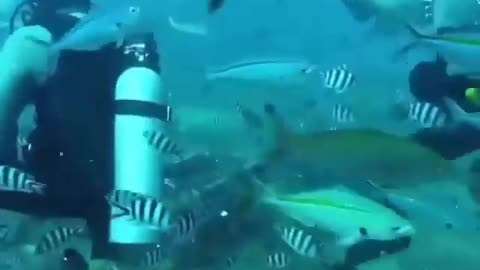 This is a beautiful and charming water-dwelling species