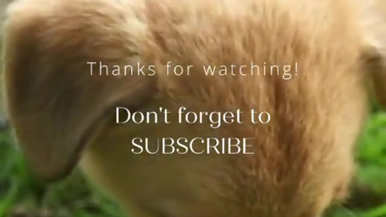 Funny Dogs Must Watch!!