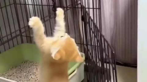 Funny Cat Videos