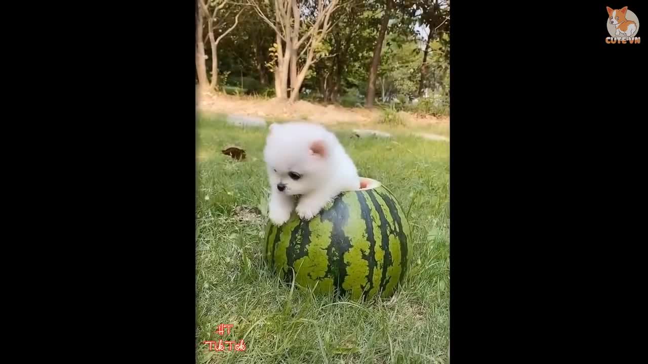 Cute baby dogs Pomeranian videos