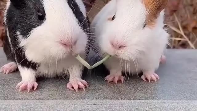 #rat #cute #funny