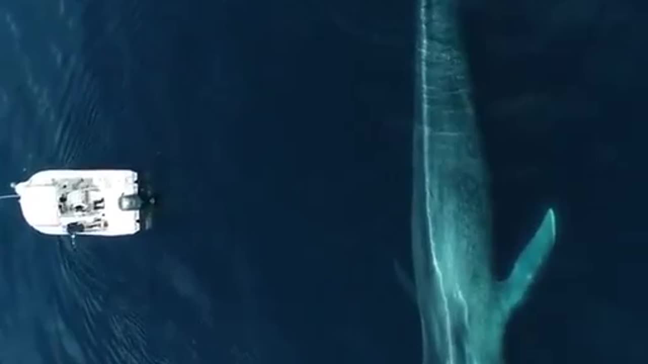 The size of the blue whale.