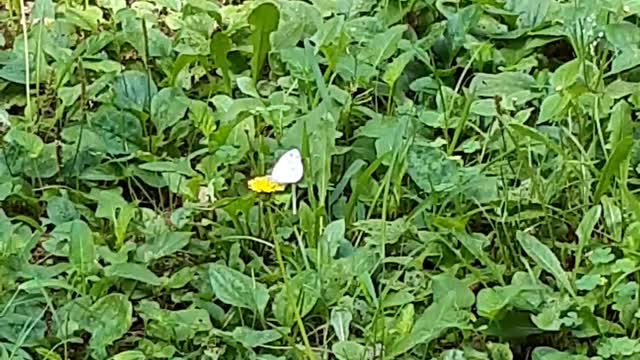 Butterfly eating nectar from dandelion flower