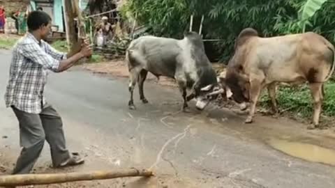 People and Bull fight