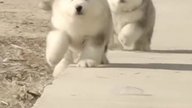 Funniest and Cutest Puppies 🐶 – I’m so fluffy you’re gonna die!