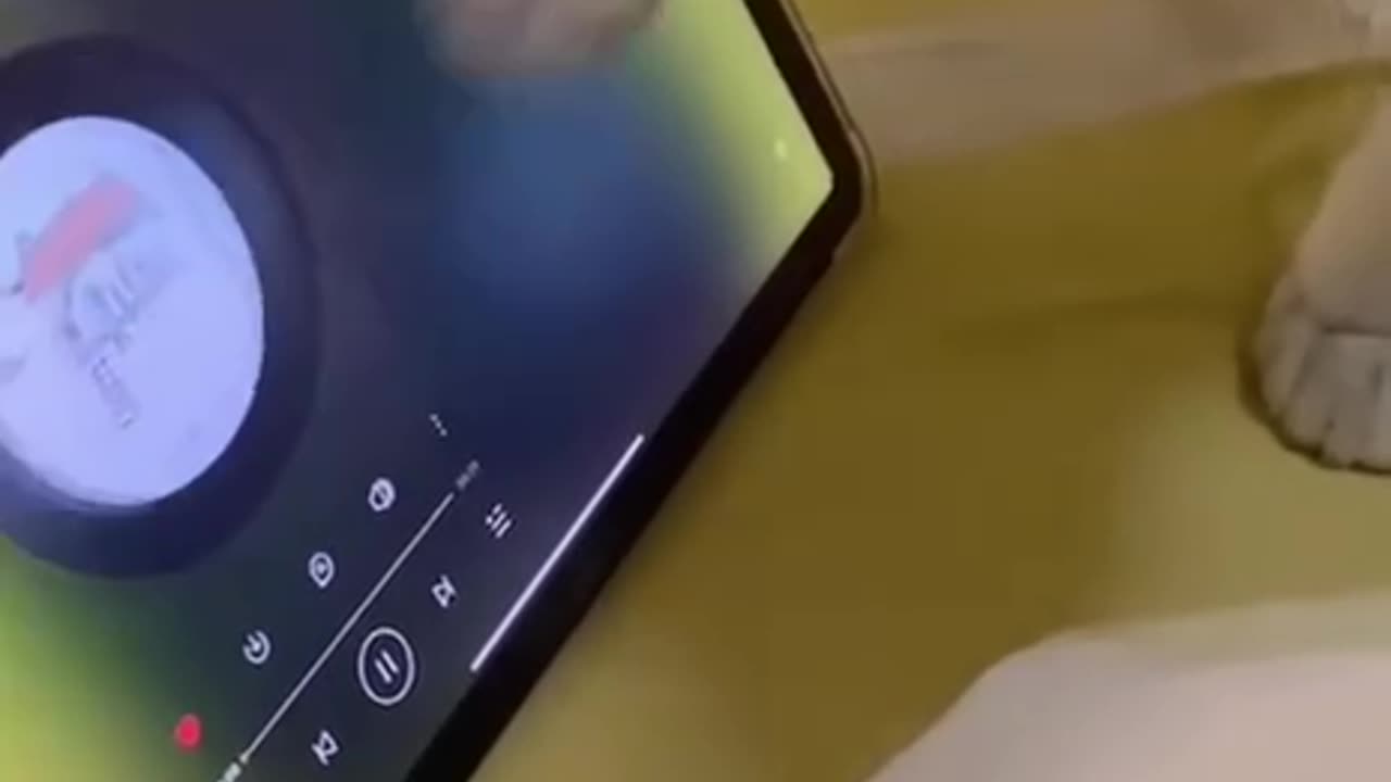 Smart cat
