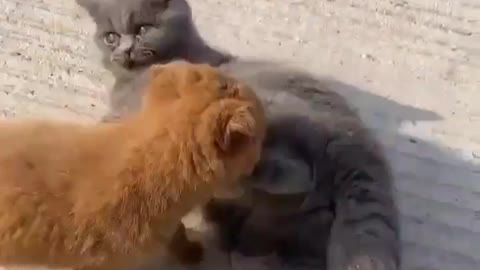 All Cute Fur-babies 😺🐶🐦🐔