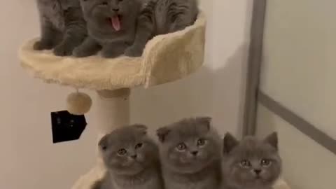 Mamãe gata e seus filhotes
