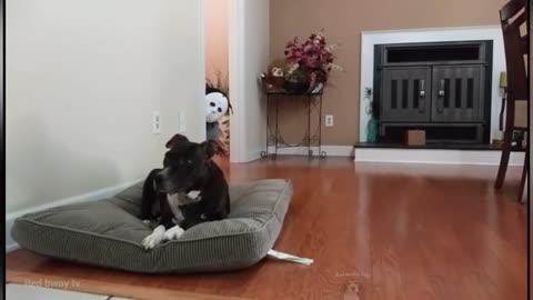 Funniest Pranks On Dogs And Cats 😆 Try Not To Laugh 😂 | Animals Life