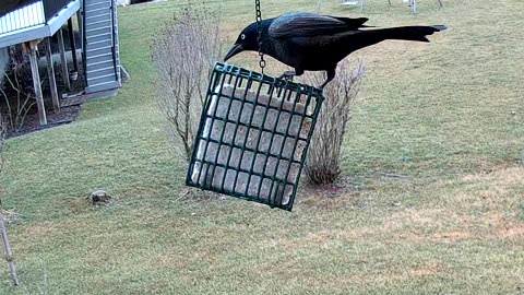 Common Grackle Male