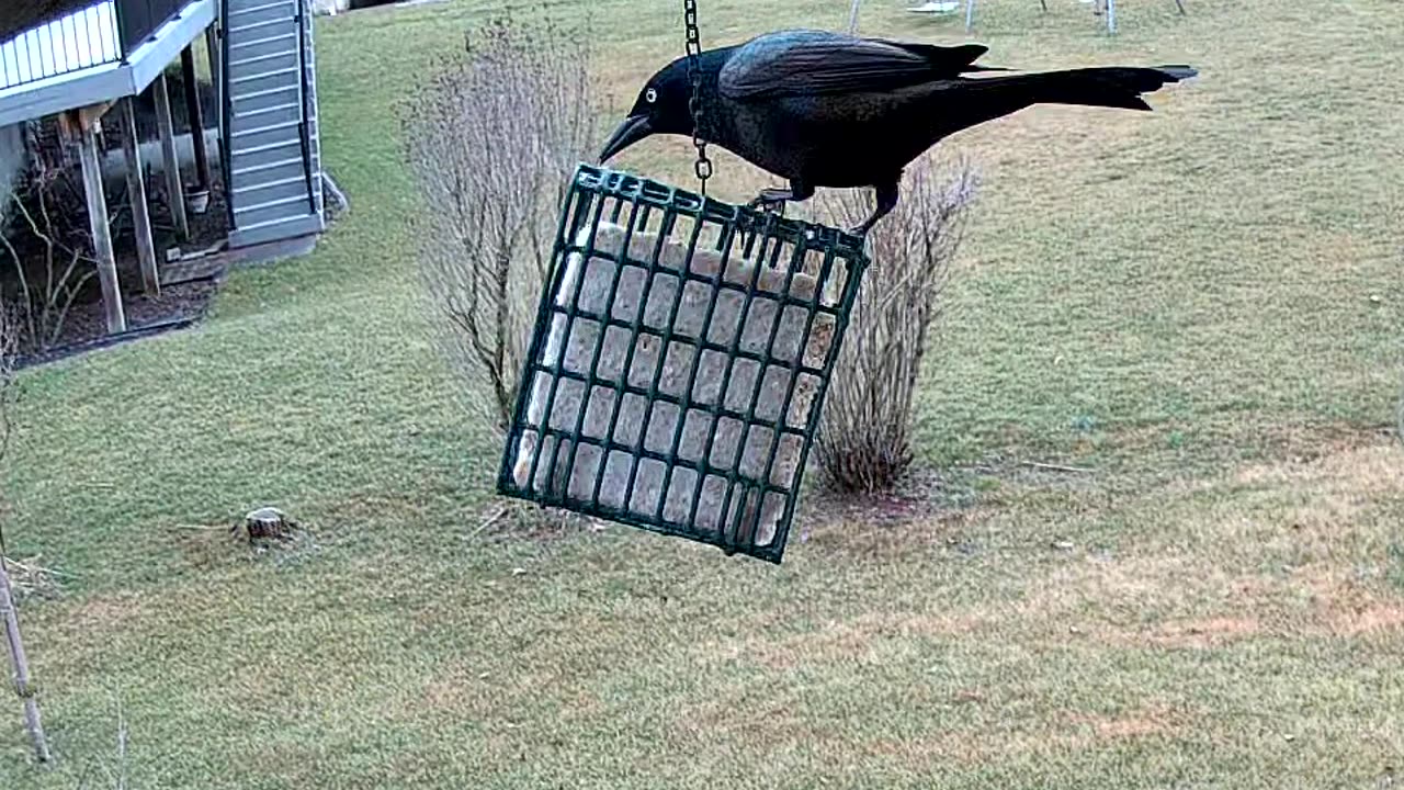 Common Grackle Male