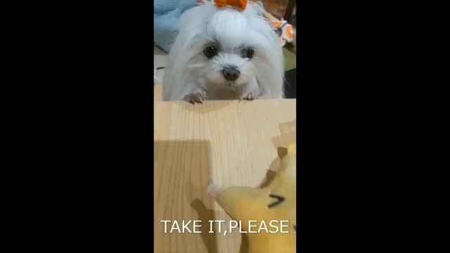 This is her favorite toy, but it's out of reach