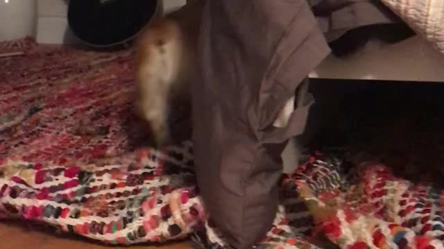 Dog knocks over guitar while running with reckless abandon