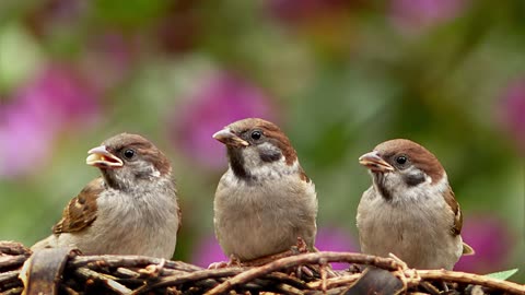 Relaxing ASMR Sounds of Sonoma's Beautiful Birds
