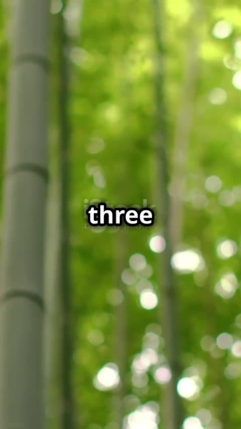 bamboo growing factc #american #shorts #shorts2024